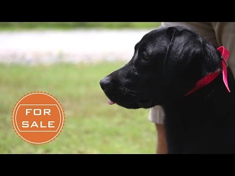 Labrador Retriever - Started Gun Dog For Sale