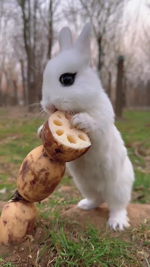 Adorable Rabbit Compilation | Funny Bunny Videos 🐇