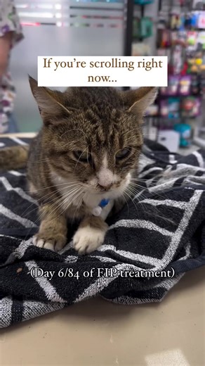 Help Maria Overcome FIP: Your Donations Matter