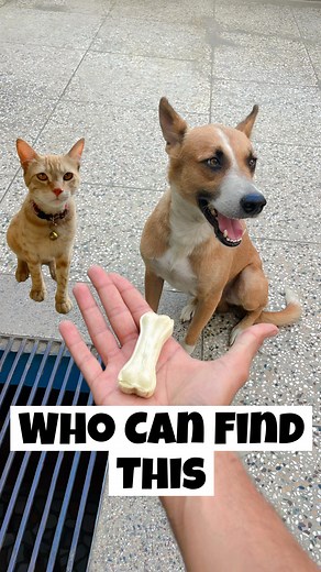 Street Dog Pluto on Instagram: "Who Can Find This Bone 🦴"
