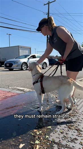Everything a guide dog learns is for a purpose. 🦮 Safety comes first, and that includes being confident in all kinds of weather and terrain. These skills help keep both the dog and their handler safe every time they navigate a crosswalk or a busy street. Support our guide dog training program by visiting GuideDog.org/Holiday! VD: The video shows Lauren, Guide Dog Mobility Instructor, working with a yellow lab. The dog is learning how to grow confidence when encountering a puddle at a crosswalk.
