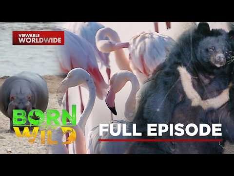 Wildlife in critical need of protection | Born To Be Wild (Full Episode) | Videos | GMA News Online