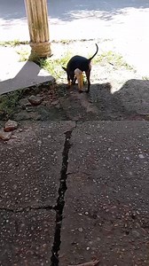 Hola mi nombre es Goofy hace tres días fui víctima de un vehículo que pasó sobre mis paticas dejando el mal herido en el suelo y no brindándome ningún ayuda requiero de una cirugía para reconstruir mi patica ya que no quiero que me la quiten por favor pueden ayudarme compartiendo esta información o buscando a una persona que me pueda brindar esa cirugía ya que no se cuenta con los recursos necesarios también puedes enviar un granito de arena a la página Juan de los perros número de información @