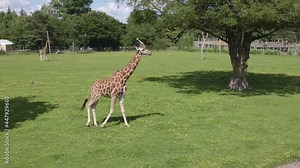 Giraffe walking around in a wide open space. Green grass on a warm sunny day.