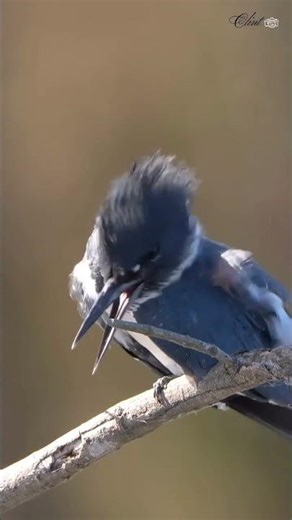 Belted Kingfisher perched on the branch………………………………….