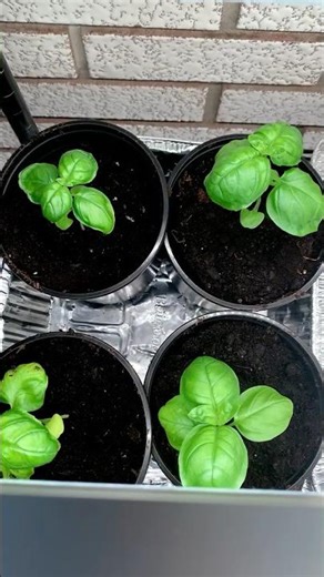 Growing Basil Indoors