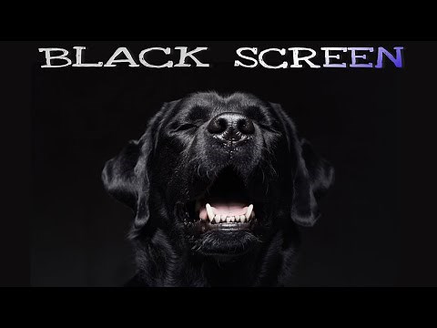 DOGS BARKING TO MAKE YOUR DOG BARK | Black Screen Sound Effects HD