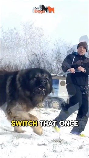 This Dog was Built to kill bears: The Caucasian shepherd truth😱😱