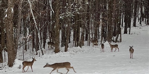 DNR confirms CWD in wild deer in Manitowoc County