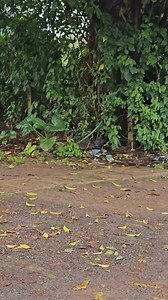 15K views · 840 reactions | HAPPY NEW MONTH- Yi start fine for ya end? All tin di vex caro this period... how the palava money over vex you again so. Ya own be dey deh?  ______________________________________________ Use my Promo Code CAPEES to bet on 1xbet GAMES and get 200% Bonus. Link below  https://rollkot.store/Yfcf3F11 | CARO | Facebook