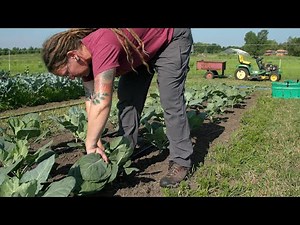 Growing Collard Greens