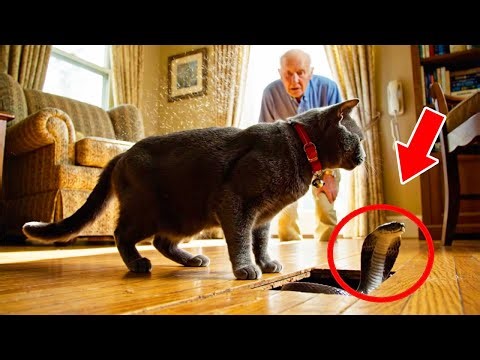 [Full Story] The Cat Who Saved Its Owner from a Terrifying Danger Inside the Home