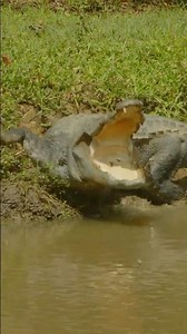 Crocodile's Jaw-Snapping Action! | Nature’s Deadliest Predator in Action 🐊🔥#crocodile #wildlife