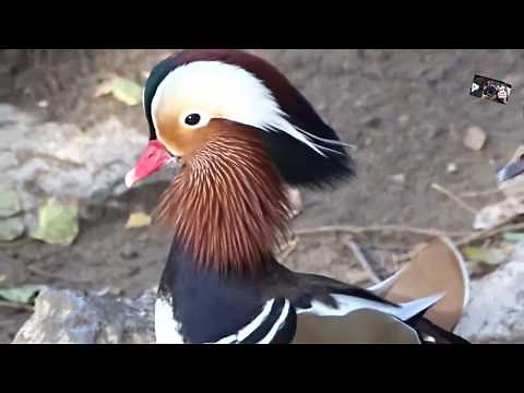 Les Cris du beau Canard Mandarin - Le Jardin aux Oiseaux - Zoo d'Upie ( Drôme) France