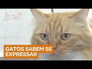 Study indicates that cats express emotions through facial expressions.
