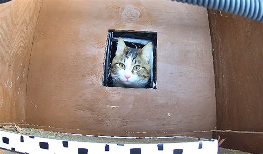 Well hello stranger in the cat house that formerly belonged to Gus before he moved inside! This is definitely not a known local feral cat, because every feral cat around here has been TNR’d. I have not seen anyone in the neighborhood or local community post on FB or hang flyers about a missing cat. This baby will be trapped and fixed ASAP if it keeps coming around and there is no owner looking for him/her. This is the first time it has ever shown up here. | Community Cat Care