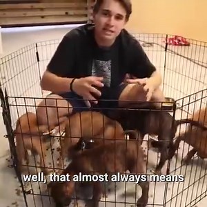 We Rescued Five Abandoned PUPPIES! | Jacob Feder