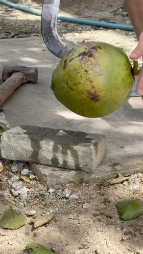 How to Cut a Coconut Fast and Saàely#satisfying