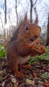 Snack break approved! Make yourself at home, little squirrel buddy. Long videos and bonus clips posted daily on my Patreon! Link in bio. | Squirrels by Fotoscenen