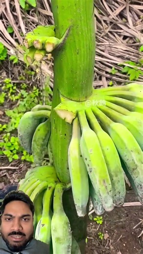 Banana cutting #satisfying #banana #farming #shortvideo #trending #shortsfeed #harvesting #shorts