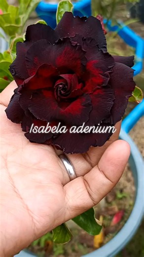 Gud evening ❤️ | Isabela Adenium - Adenium Flower Farm