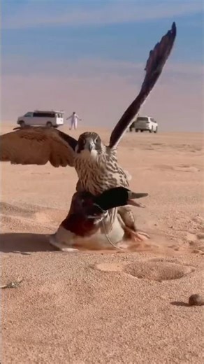 Why Peregrine Falcon Attack So Dangerous By info wild life