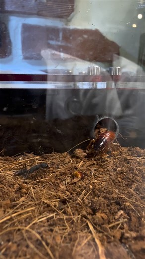 Harpegnathos venator, commonly known as the Asian jumping ant, is a remarkable predatory ant species native to Southeast Asia. Unlike most ants that rely heavily on pheromone trails and group recruitment, Harpegnathos venator hunts primarily by sight. With its well-developed compound eyes, it visually tracks its prey, slowly approaches… then suddenly jumps to seize it. This behavior is unusual among ants and resembles the strategy of a solitary predator more than that of a typical colony hunter.