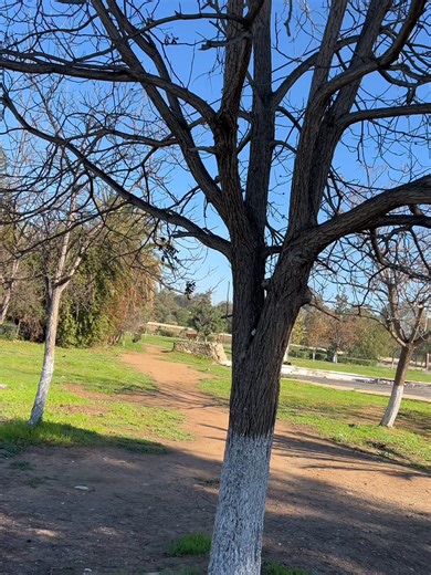 🔥 Vente Flash 🔥 حذاء مريح ✨ ستايل عصري 👟 💥 تخفيض قوي لمدة قصيرة 🚚 توصيل سريع لكل الولايات #شعب_الصيني_ماله_حل😂😂 #dz #dzpower #fashion