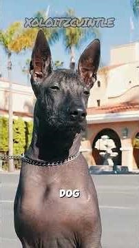 Top 3 Strangest Dog Breeds You Won’t Believe Exist 😳🐶