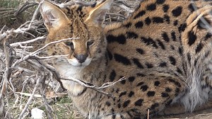 Serval Benji hiding in the sagebrush. Servals are native to Africa and although not endangered, are still a protected species as they are threatened by habitat loss, poaching, and the pet trade. | Safe Haven Wildlife Sanctuary
