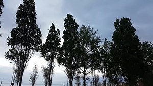 Tree, Trees, Trees Movement. Free Stock Video