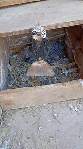 5.1M views · 19K reactions | Pigeon forge ahead #pigeon hoom pypy | Soliman Riad | Facebook