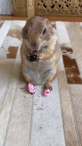 Poppy’s New Sandals Are Too Small to Wear