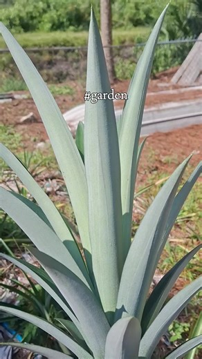 the cooky (@the.cooky)’s videos with original sound - the cooky