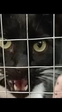 Tuxedo Cat hissing compilation #12