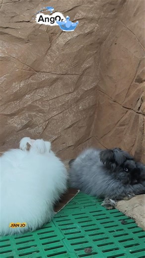 Angora rabbit #AngoraRabbit #AngoraBunny #FluffyRabbit #wild life #RabbitLife #PetRabbit #CuteBunny