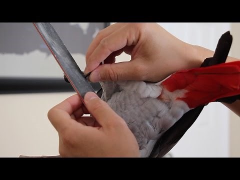 How to Clip Your Parrot's Nails at Home