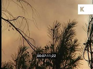 1990s USA, Forest Fire GVs