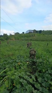 tree planting activities