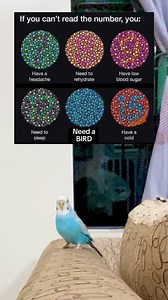 1.1M views · 2.1K reactions | If you can't see the number you... #birdlife #reelsfacebook #parrots #parakeet #budgie #reelsfbシ #reelsvideoシ #parrotsofinstagram #birdsofinstagram #cockatiel #lovebirds #reelsinstagram | SweetLemon Tv | Facebook