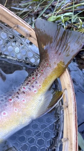 Utah Fishing Channel | Have fun and be safe out there! #fishing #angler #fishingtrip #fishingtime #fishingaddict #cool #outdoors #mountain #trout #fall #autumn | Instagram