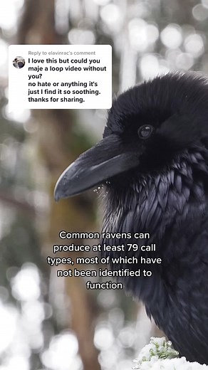 Raven Clonk Clonk Sounds Compilation