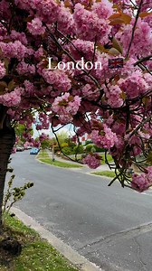 59K views · 4.7K reactions | London  #spring #springtime #blossomseason #uk #reelsfypシ #reelsfbシ #london #reelschallenge | Eva’s Fairytale | Facebook