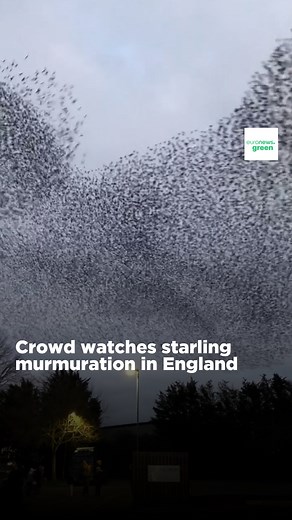 This stunning starling murmuration hypnotised onlookers in England. Wendy Turbull, who captured this video, said she travelled from Birmingham to Tewkesbury in Gloucestershire with the hope of seeing the starlings take flight. A murmuration is when thousands of birds group together and swoop and dive in unison. They do this as there is safety in numbers and predators find it difficult to target a single bird amongst a flock of thousands. It also allows them to keep warm and exchange information.