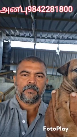 Anbu dog farm Coimbatore. anbu thangam (4 standard qualification) 9842281800. 🙏😃location https://maps.app.goo.gl/LXwP6tUS52Pvm2wx6?g_st=awb Visiting time 9.30AM TO 10.30AM (Morning only) Anbu thangam facebook https://www.facebook.com/anbu.thangam.39 🙏😃 Anbu Dog Farm Coimbatore Instagram:- https://instagram.com/anbu_thangam570?igshid=YmMyMTA2M2Y= 🙏😃 Anbu Dog Farm Coimbatore Facebook page:- https://www.facebook.com/Anbu-Dog-Farm-Coimbatore-110837578051612/ 🙏😃 Anbu Dog Farm Coimbatore Youtu
