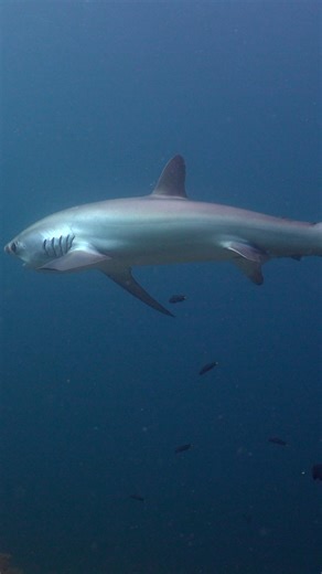 Thresher #shark Infiniti Liveaboard | Ocean Reality Channel