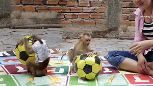 137K views · 6.1K reactions | [Try Not To Laugh] Most Happy & Surprise Moly Got New Ball To Playing With Mom | Monkey Dodo | Facebook