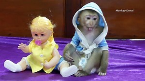 187K views · 344 shares | Wow Super Cutest Baby Monkey Donal And Doll | Monkey Dodo | Facebook