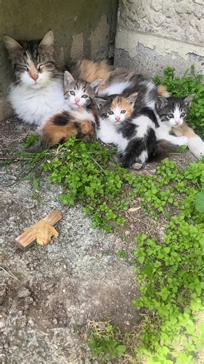 Annesinin kuzuları ❤️ — Tatlı Kuzular ve Annesi