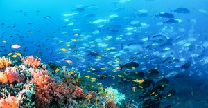 Une expédition sous-marine révèlent l'existence de 20 nouvelles espèces jamais décrites